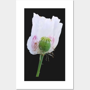 White Poppy Flower Posters and Art